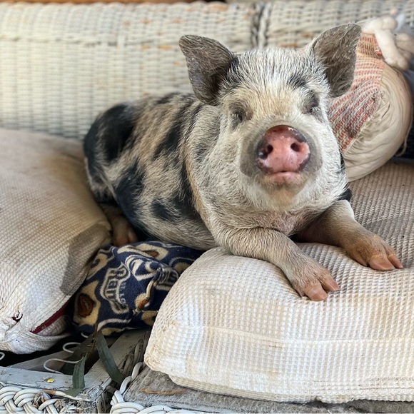 Meet your Posher, Jess - Picture 2 of 7